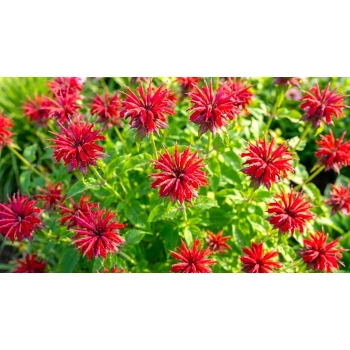 PYSZNOGŁÓWKA CAMBRIDGE SCARLET czerwona - sadzonki 10 / 20 cm